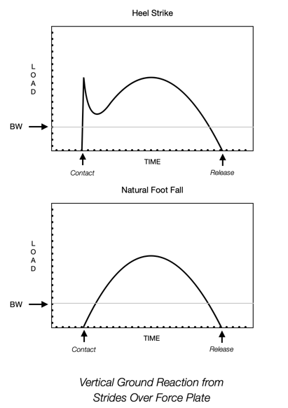 These force plate graphs represent a heel strike (above) and a forefoot landing (below). The former is caused by the wedge heel of nearly all modern running shoes, and is inherently injurious. The latter is characteristic of running barefooted, where impact has been eliminated.